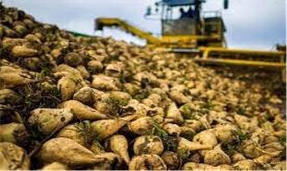 برآورد تولید 200 هزار تن چغندر قند در اسلام‌آباد غرب