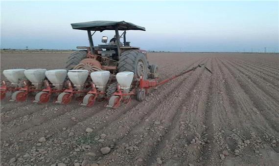 20 تُن بذر کلزا برای کشاورزان کردستان تامین شد