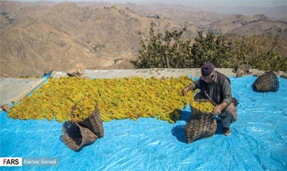 «بولاوِ» دولاو؛ روش سنتی تولید کشمش‌ در کردستان