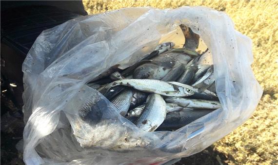 دستگیری صیاد غیرمجاز ماهی در بیجار
