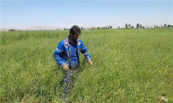 کشت قراردادی دانه های روغنی در کردستان آغاز شد