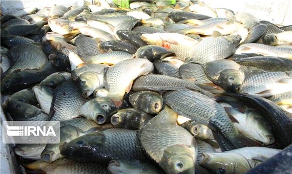 امسال 3 هزار و 870 تُن ماهی در کردستان تولید شد