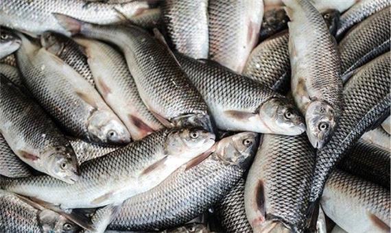 بیش از 3 هزار تن ماهی در کردستان تولید شد