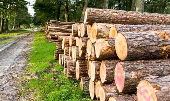 کشف و ضبط بیش از 62 تن چوب قاچاق در مریوان