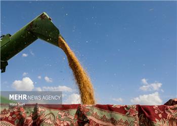 120 هزار تن گندم در کرمانشاه خریداری شد