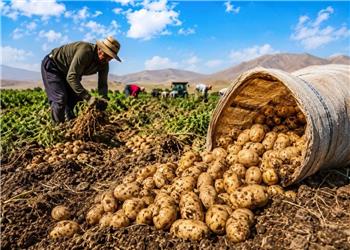 طلای خاکی زاگرس در مسیر شکوفایی؛سیبزمینی کرمانشاه نیازمندصنایع تبدیلی