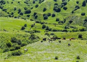آزادسازی 91 هزار و 500 مترمربع از اراضی ملی دیواندره با مشارکت متصرفان
