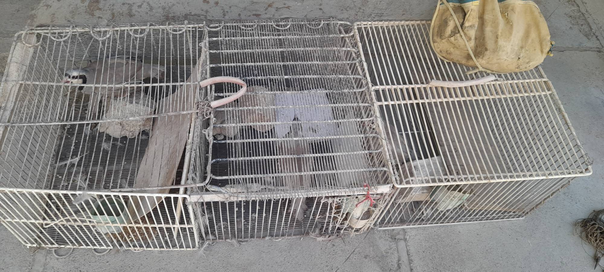 نجات چهار قطعه کبک از سوداگران حیات وحش در کامیاران