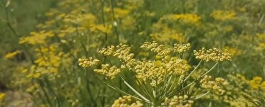 کشت رازیانه برای اولین بار در کردستان