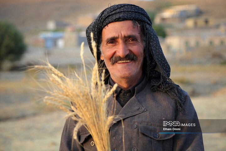 خرید تضمینی بیش از ۸۰۰ هزار تُن گندم در کردستان