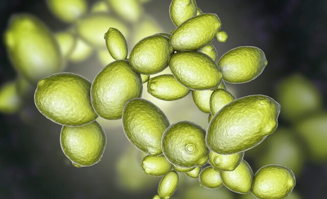 مخمر از تنش‌های مریخ جان سالم به در برد