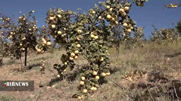کردستان قطب تولید محصولات باغی