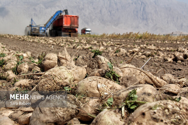 برداشت ۲۰۰ هزار تن چغندر قند از مزارع اسلام‌آباد غرب