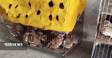 کشف و رهاسازی ۲۴۰ قطعه طرقه چکاوک در دهگلان