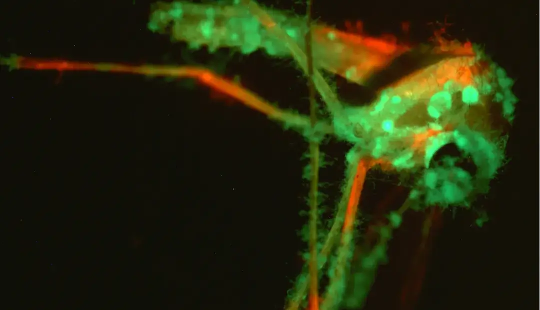 قارچ مهندسی‌شده با بوی فریبنده، پشه‌ها را به کام مرگ می‌کشاند