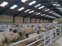 لزوم اجرای روش‌های نوین در دامداری‌های کردستان