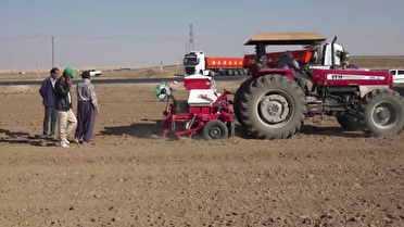 کشت پاییزه گندم در شهرستان قروه