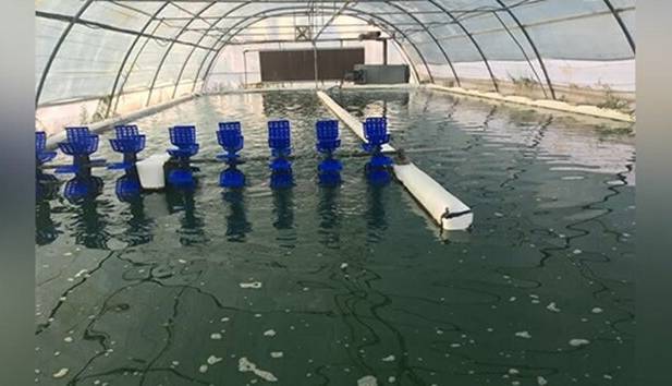 دستیابی به فناوری هوشمند ریزجلبکی برای تصفیه آب و جذب دی‌اکسیدکربن در ایران