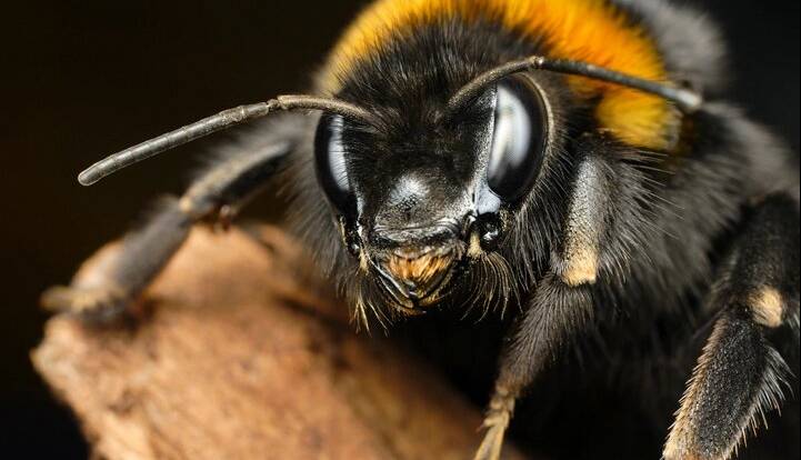 خوش‌بینی میان زنبورها مسری است!