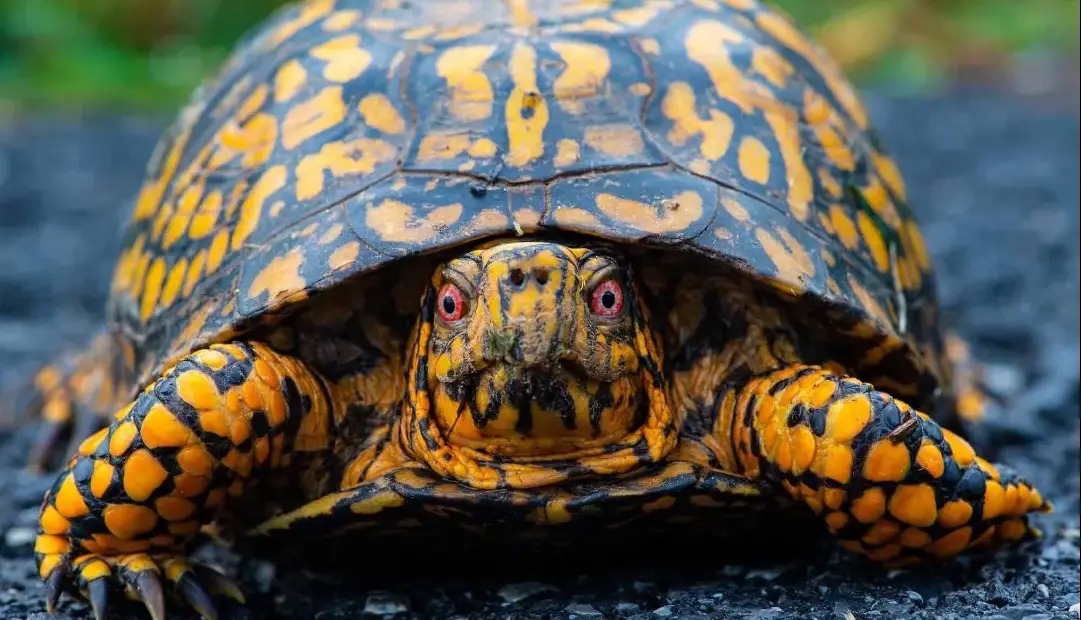 آیا لاک‌پشت‌ها می‌توانند سرشان را کامل درون لاکشان فروببرند؟