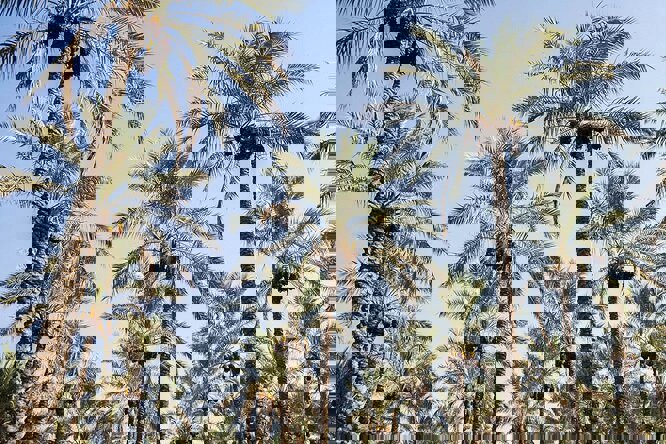 سطح نخیلات کرمانشاه تا ۳ برابر افزایش می‌یابد