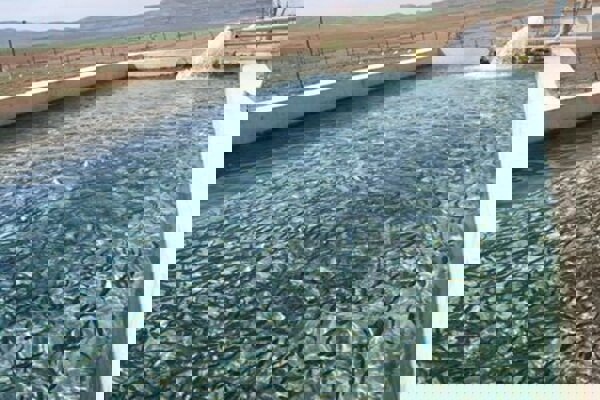 ساحلِ پنهانِ غرب کشور؛ روایت جهش ۵۰۰ برابری «آبزی‌پروری» در کرمانشاه