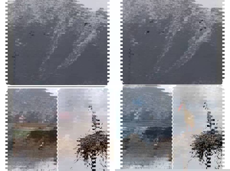 مهاجرت نخستین لک‌لک‌ها به تالاب زریبار مریوان