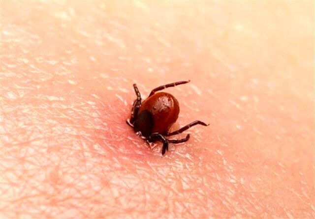 افزایش خطر تب کریمه‌کنگو با آغاز فصل گرما
