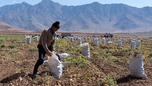 برداشت هدیه سلطنتی فتحعلی‌شاه از مزارع کرمانشاه