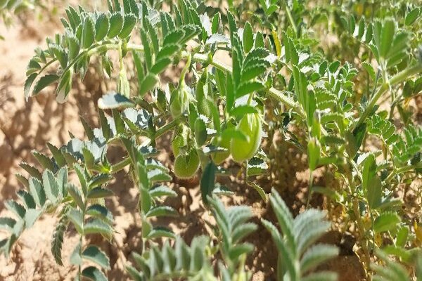 اجرای ۳ طرح انتخاب مشارکتی ارقام نخود و عدس در کرمانشاه