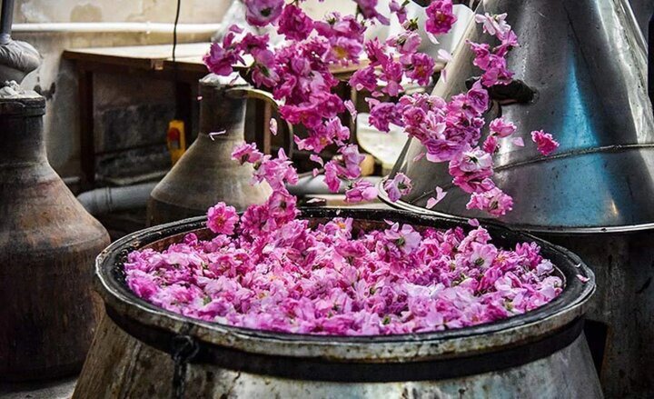 بانه میزبان سومین جشنواره گلاب گیری
