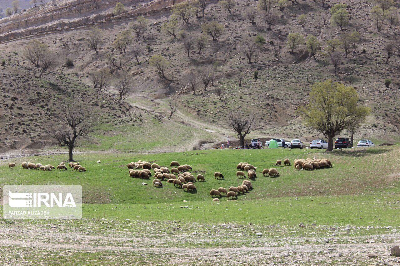 سالانه ۶۲۵ هزار تن علوفه در مراتع کردستان تولید می‌شود