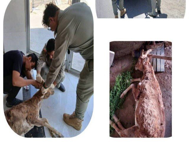 نجات میش وحشی آسیب‌دیده در قروه؛انتقال به مرکز درمانی توسط محیط‌بانان