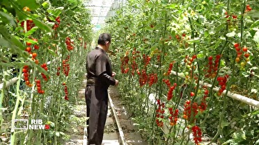 رکوردی تازه در تولید محصولات گلخانه‌ای در شهرستان کامیاران استان کردستان
