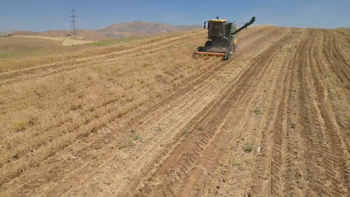 برداشت نخود از سطح مزارع کامیاران