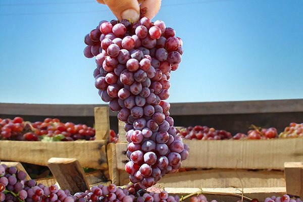 برداشت ۷ هزار تن انگور یاقوتی از باغات سرپل‌ذهاب پیش‌بینی شد