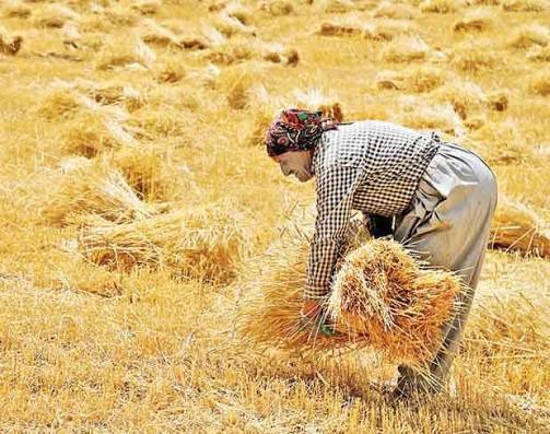 خرید تضمینی ۱۵۰ هزار تن گندم از کشاورزان کردستانی
