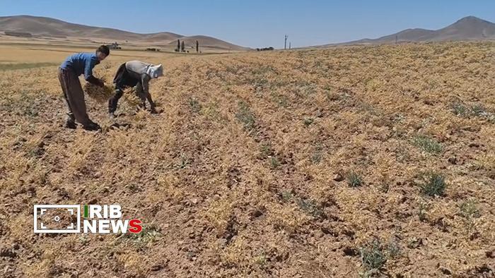 پیش‌بینی برداشت بیش از ۶ هزار تن نخود از دیمزار‌های دهگلان