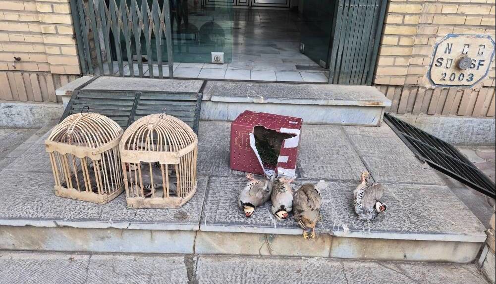 متخلف زنده گیری کبک وحشی در سقز دستگیر شد