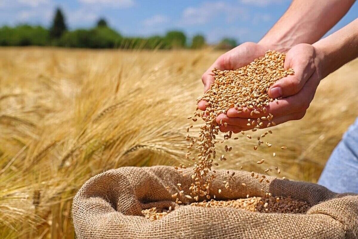 خسروی: بیش از ۸۰ هزار تن گندم در سنقر و کلیایی خریداری شد