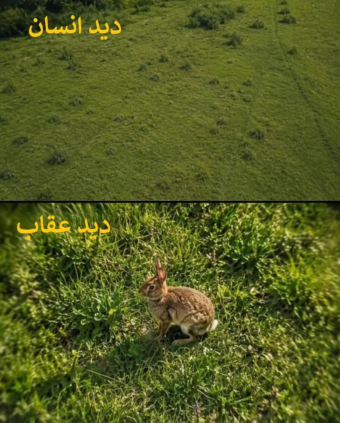 عصر کرد