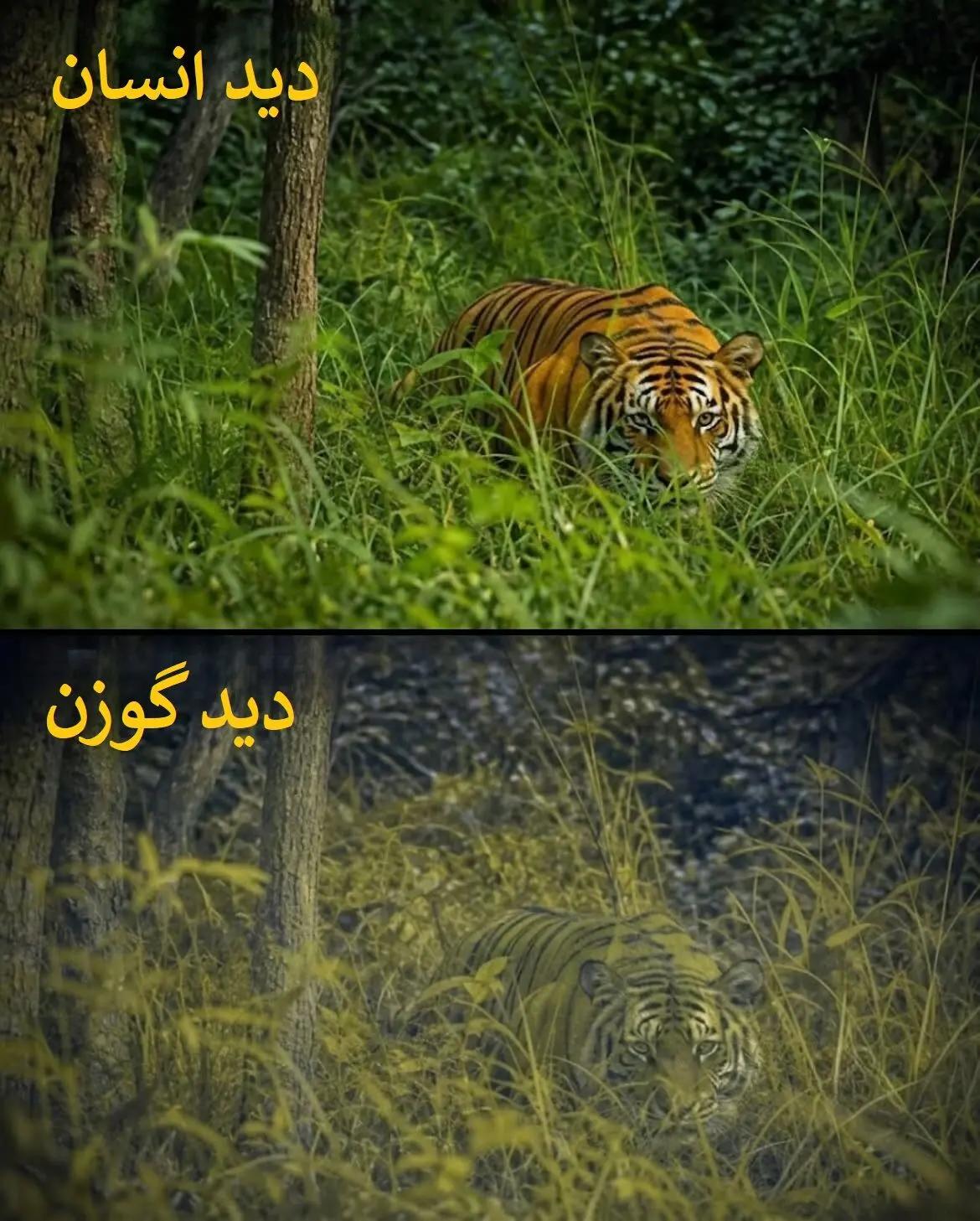 عصر کرد