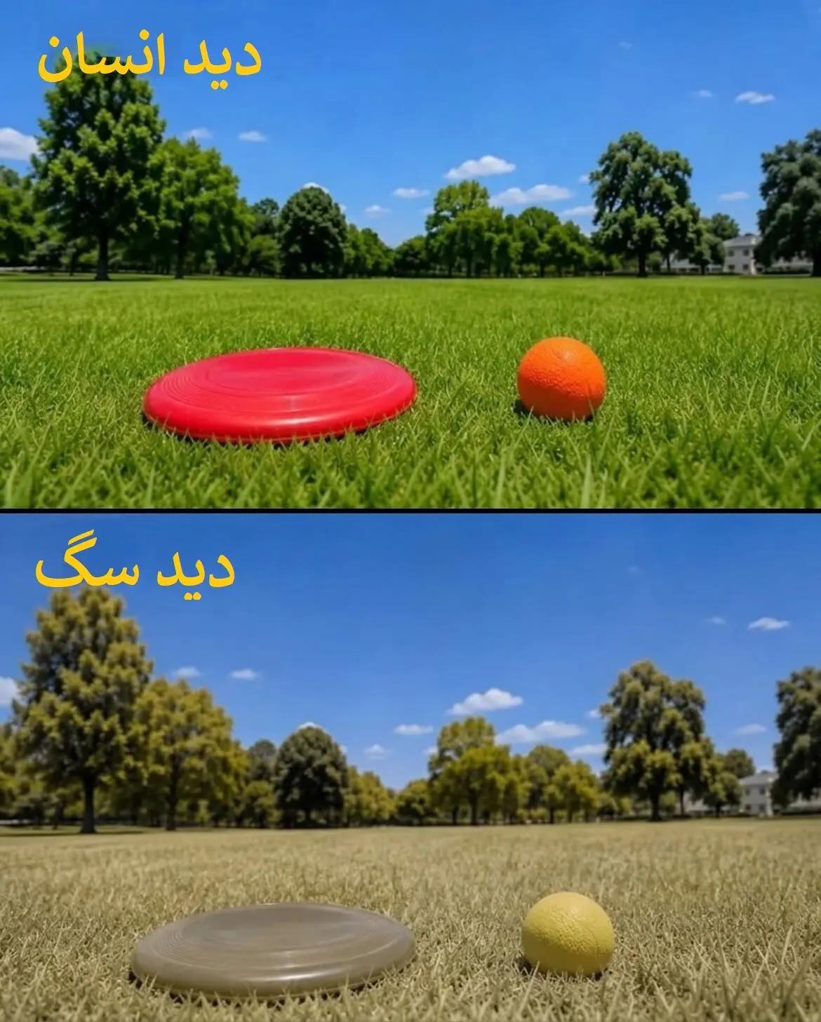 عصر کرد