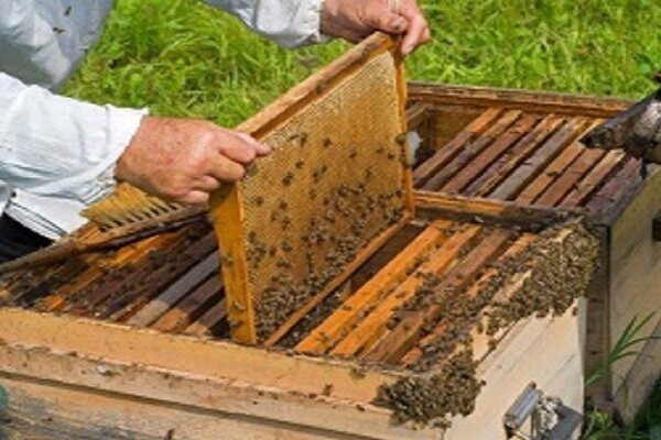 جشن عسل و بادام بیلوار فرصتی برای معرفی ظرفیت‌های گردشگری است