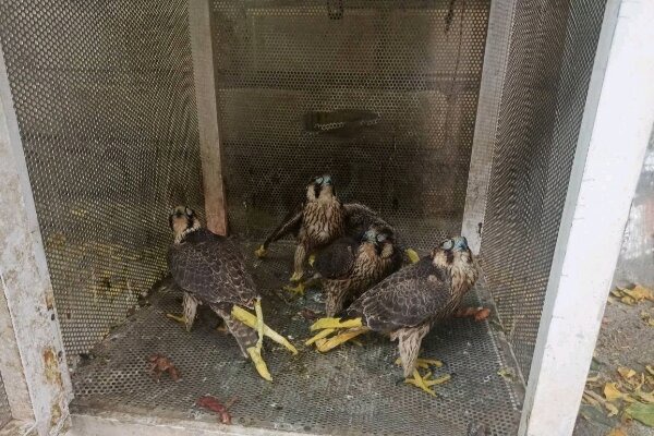 کشف چهار شاهین‌ بحری کمیاب قاچاق در دیواندره
