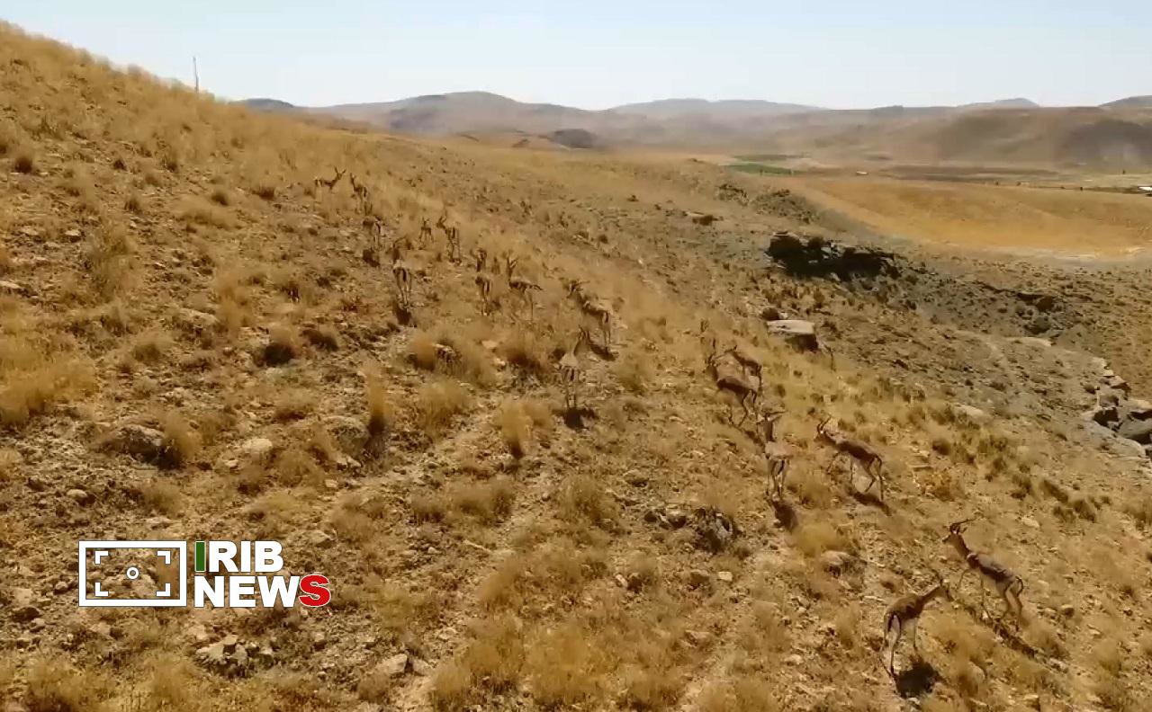 منطقه حفاظت شده بیجار، نگینی در دل کوه‌های دیار گروس