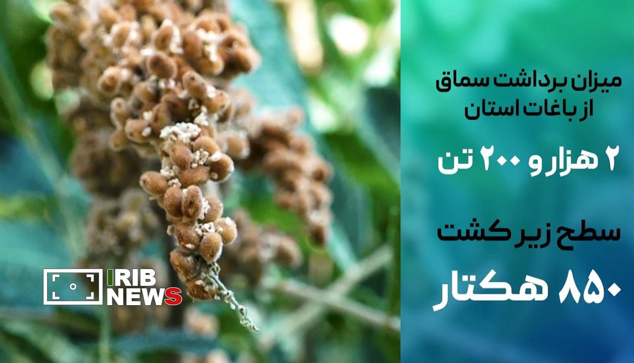 برداشت سماق از سطح مزارع و اراضی کشاورزی استان