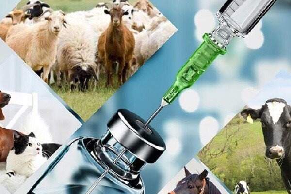 قاسمی: داروهای تاریخ‌گذشته دامپزشکی در اسلام‌آبادغرب جمع‌آوری شد