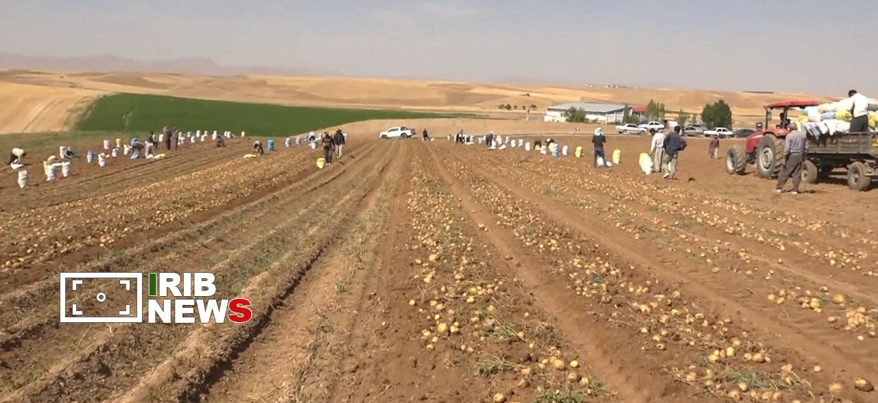 برداشت ۳۳۰ هزار تن سیب‌زمینی از مزارع کردستان